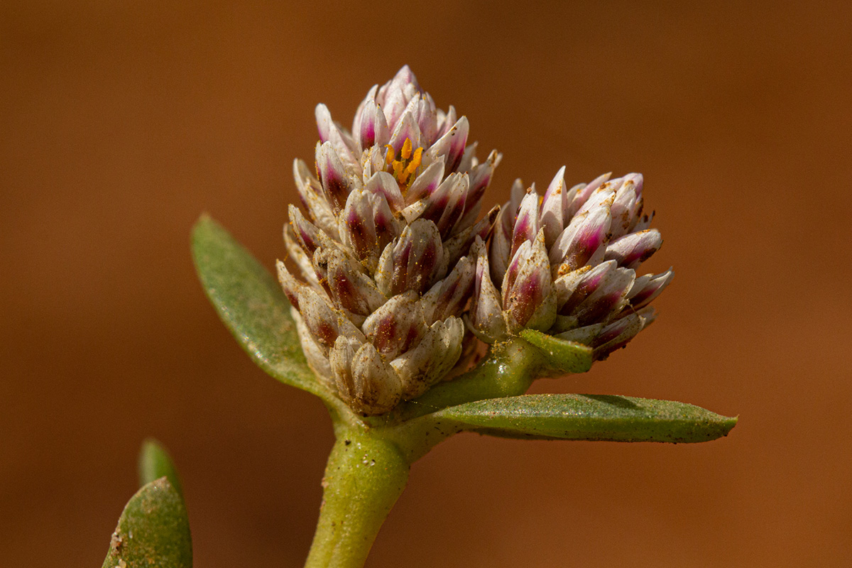 Blutaparon vermiculare