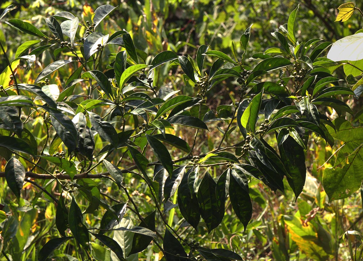 Tetrorchidium didymostemon Tetrorchidium didymostemon