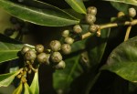 Tetrorchidium didymostemon