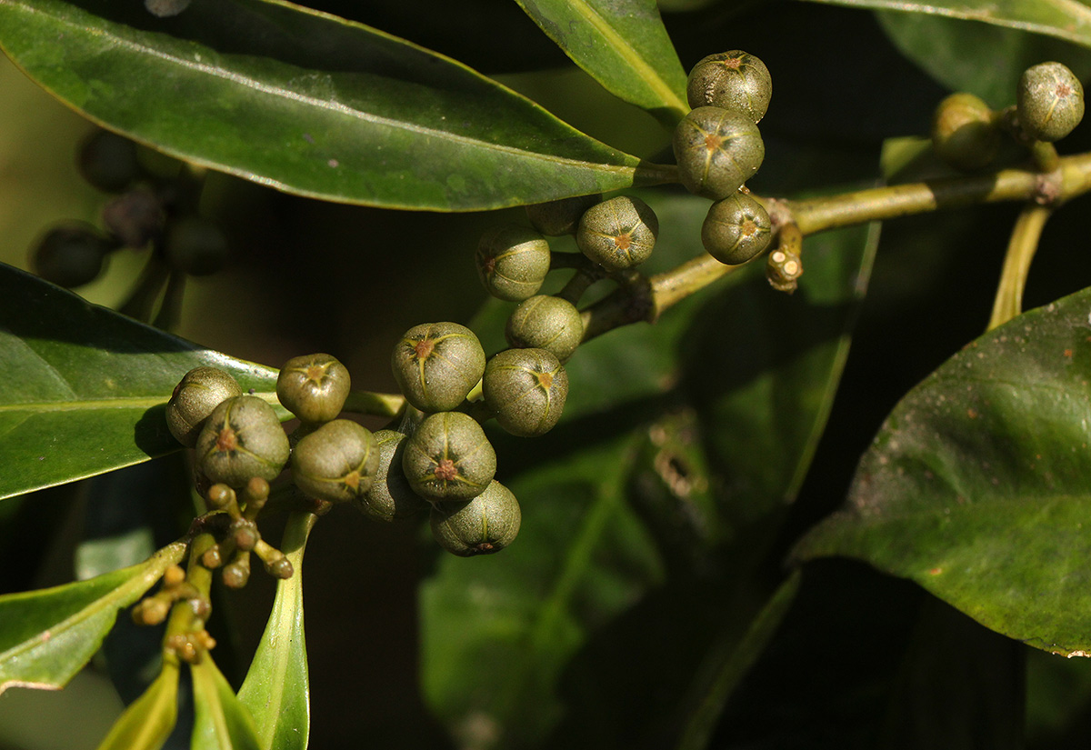 Tetrorchidium didymostemon
