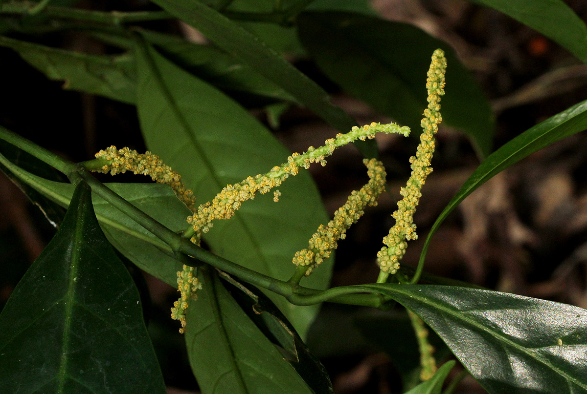 Tetrorchidium didymostemon Tetrorchidium didymostemon