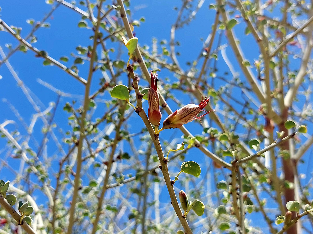 Adenolobus garipensis Adenolobus garipensis
