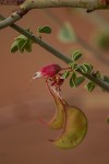 Adenolobus garipensis