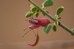 Adenolobus garipensis