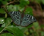 Euryphura achlys