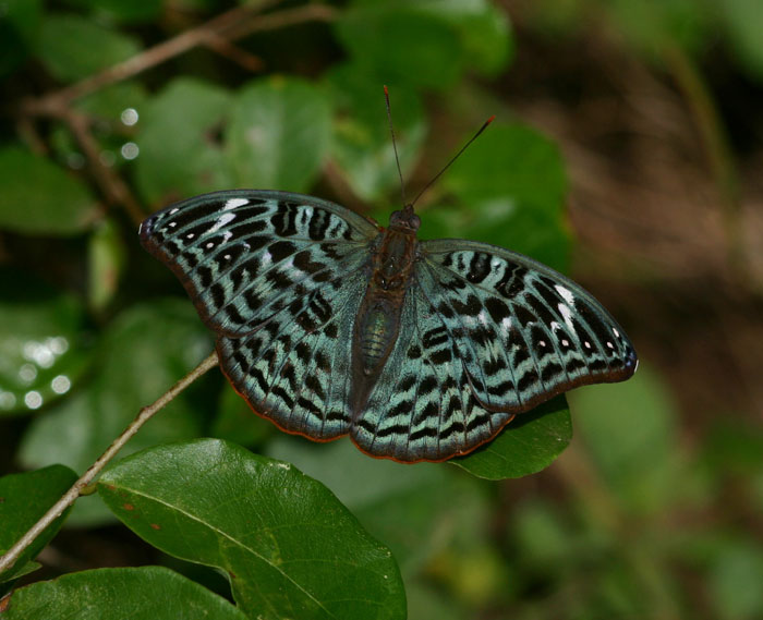 Euryphura achlys