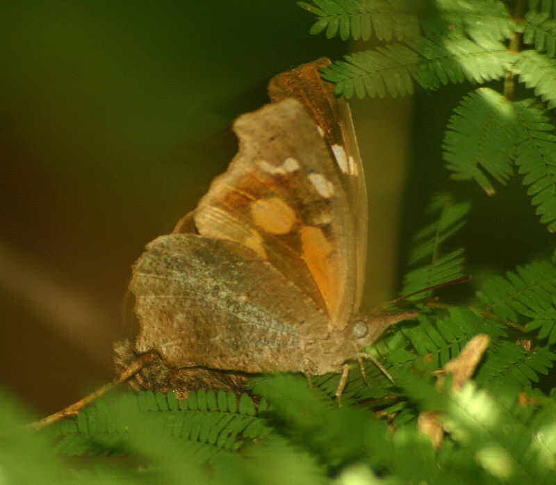 Libythea labdaca