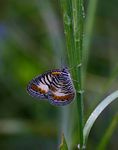 Physcaeneura pione