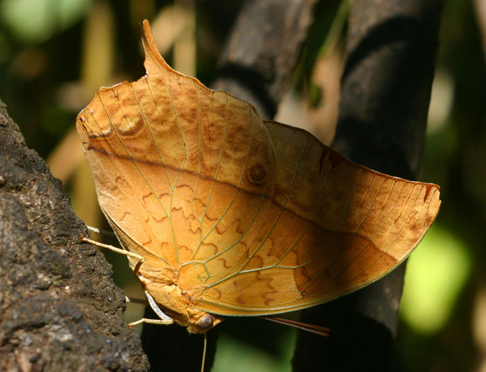 Charaxes varanes