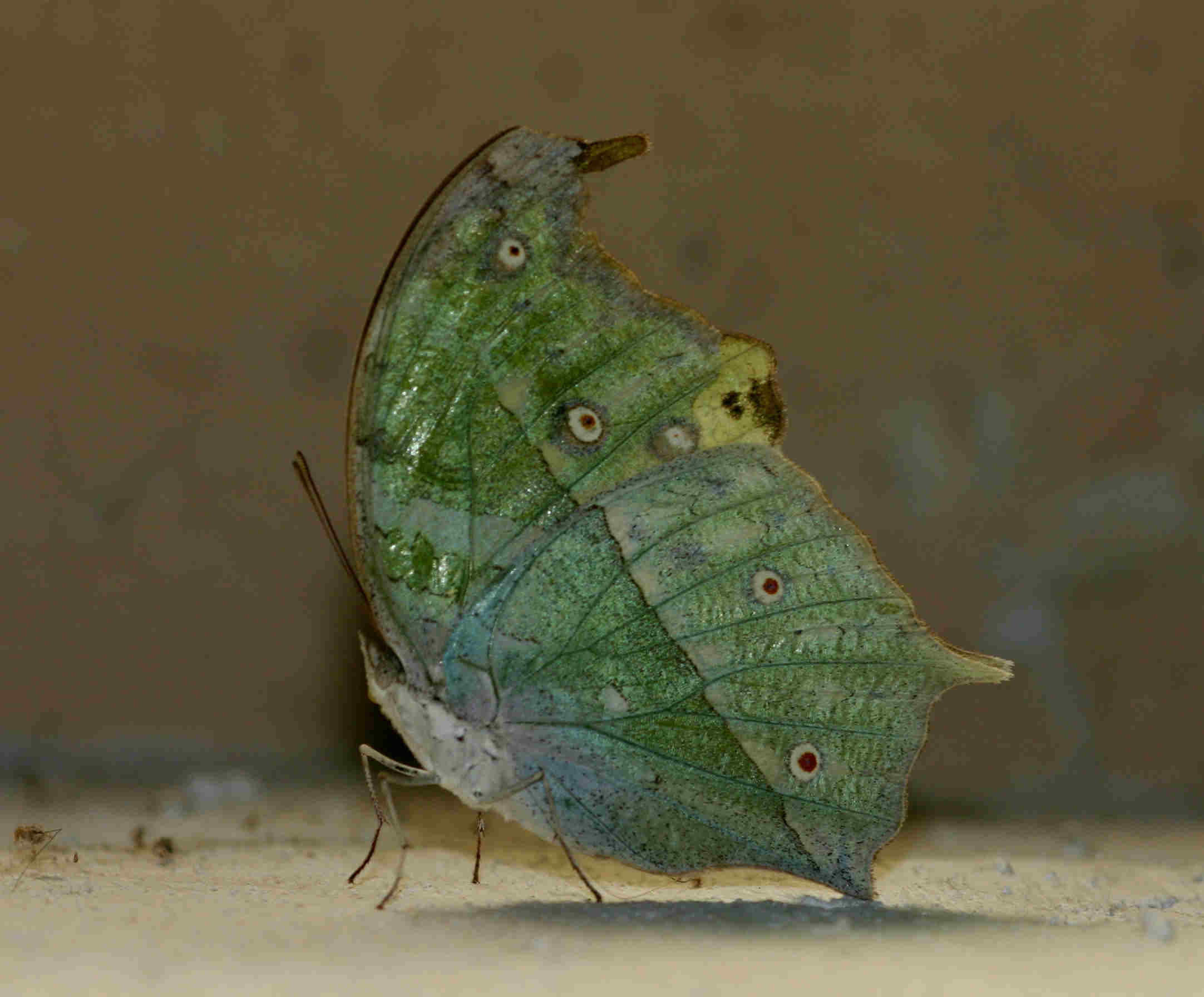 Salamis parhassus