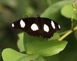 Hypolimnas misippus