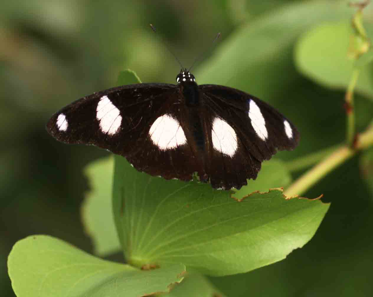 Hypolimnas misippus