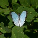 Nepheronia thalassina