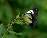 Belenois creona