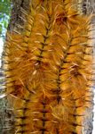 Gonometa robusta