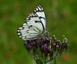 Belenois aurota
