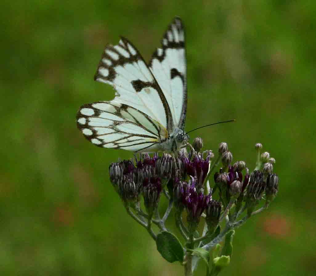 Belenois aurota
