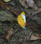 Belenois thysa