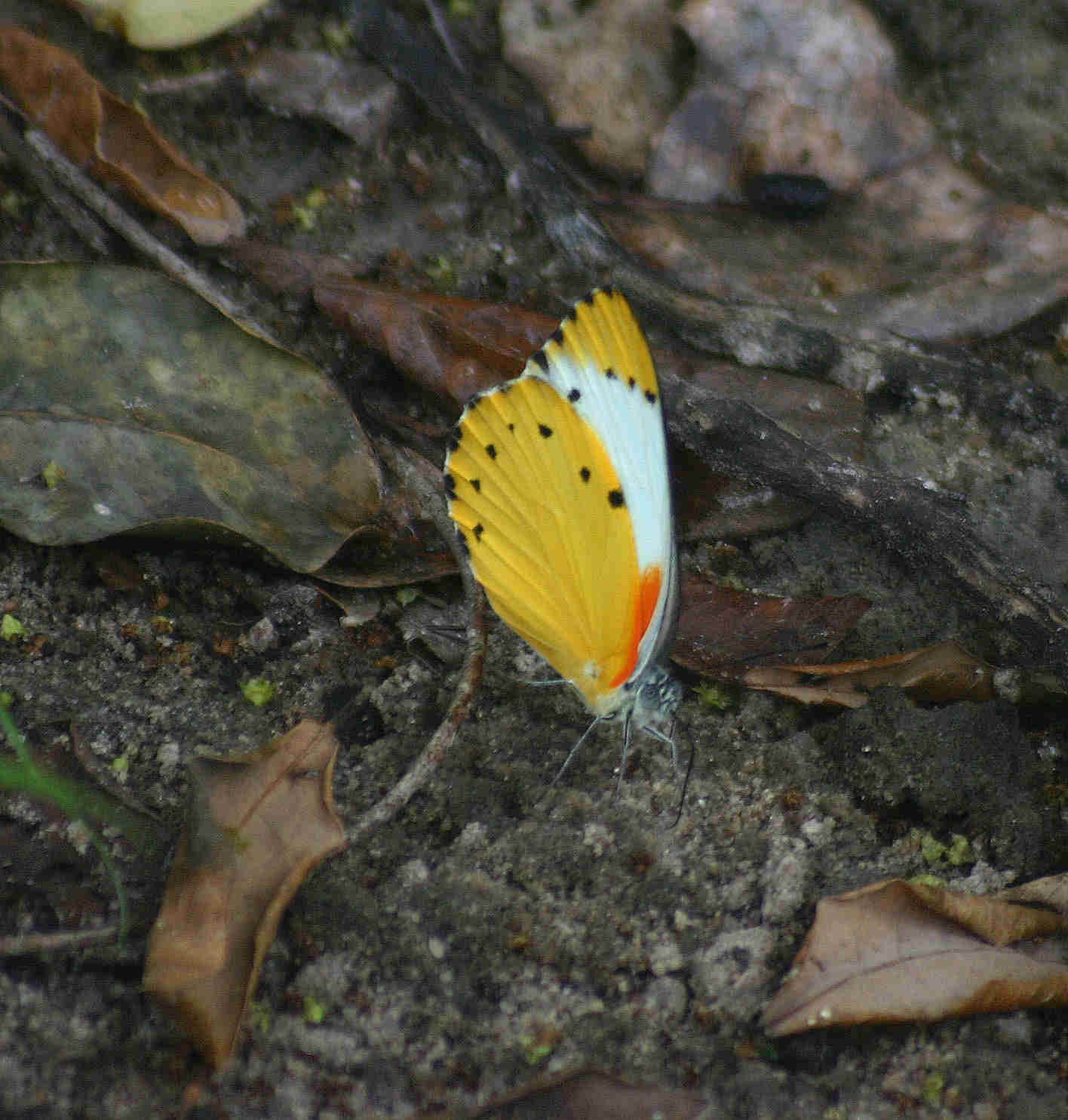 Belenois thysa