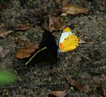 Belenois thysa