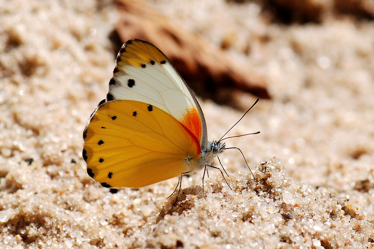 Belenois thysa