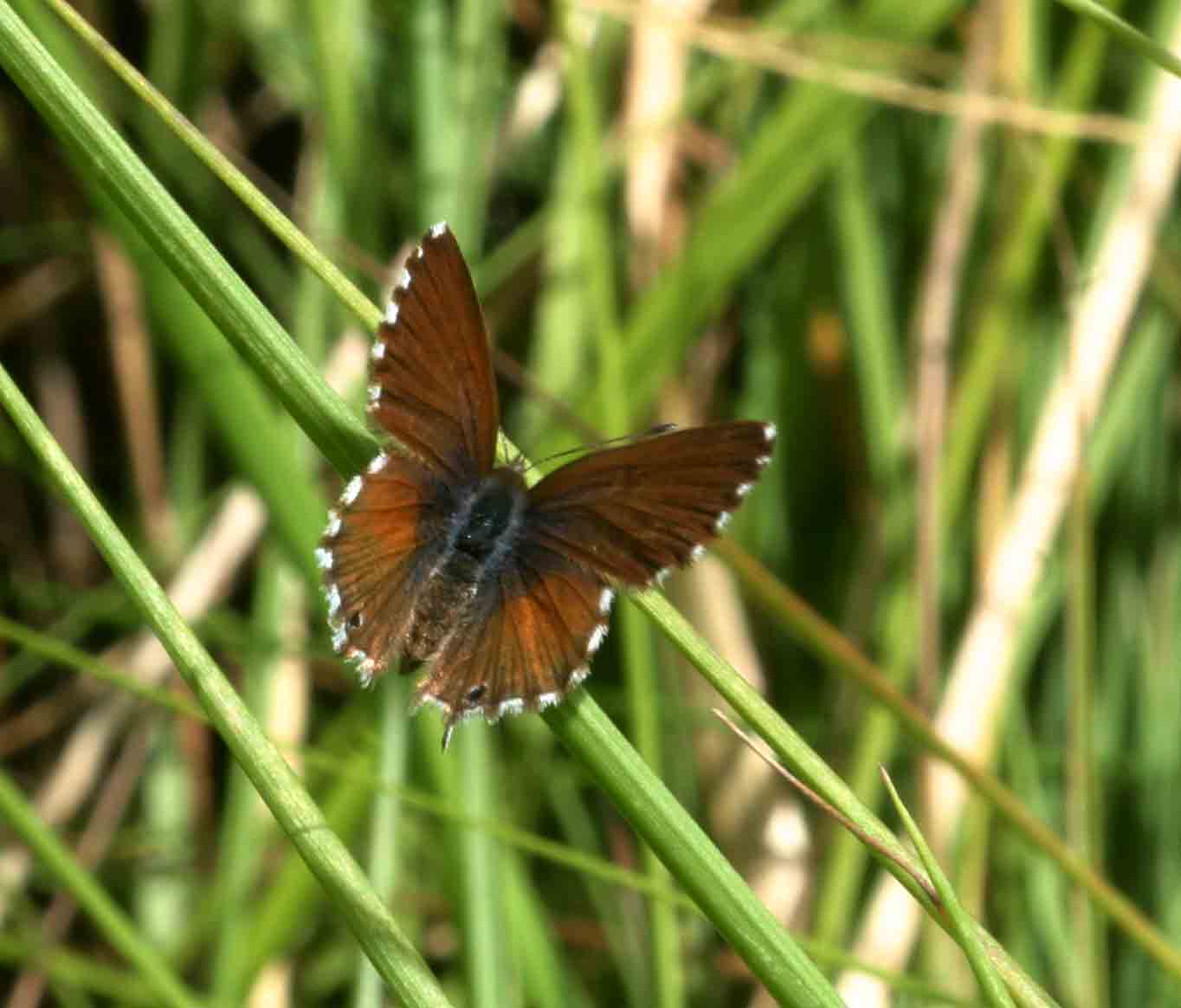 Cacyreus palemon