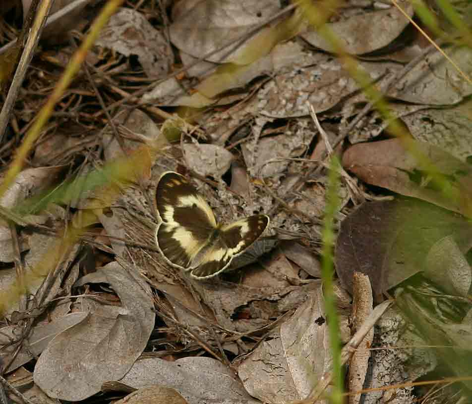 Colotis antevippe