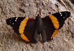 Antanartia dimorphica 