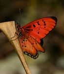 Acraea aglaonice