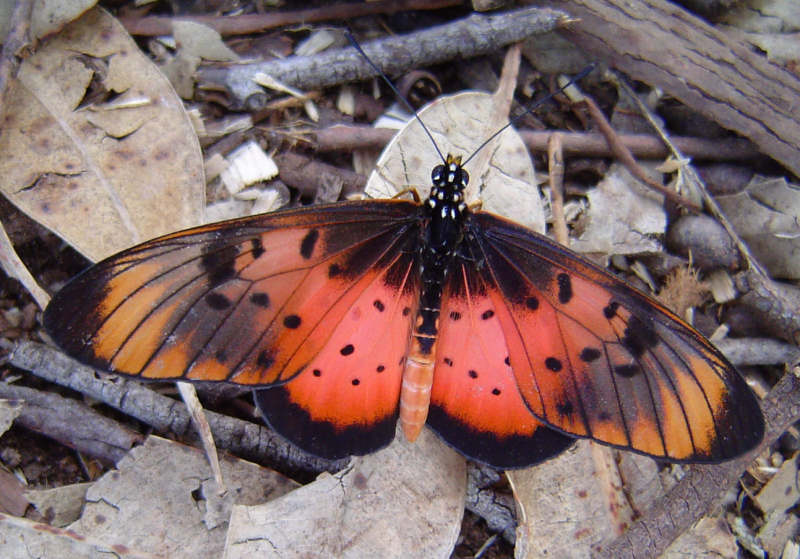 Acraea natalica Acraea natalica