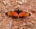 Acraea natalica