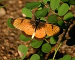 Acraea natalica