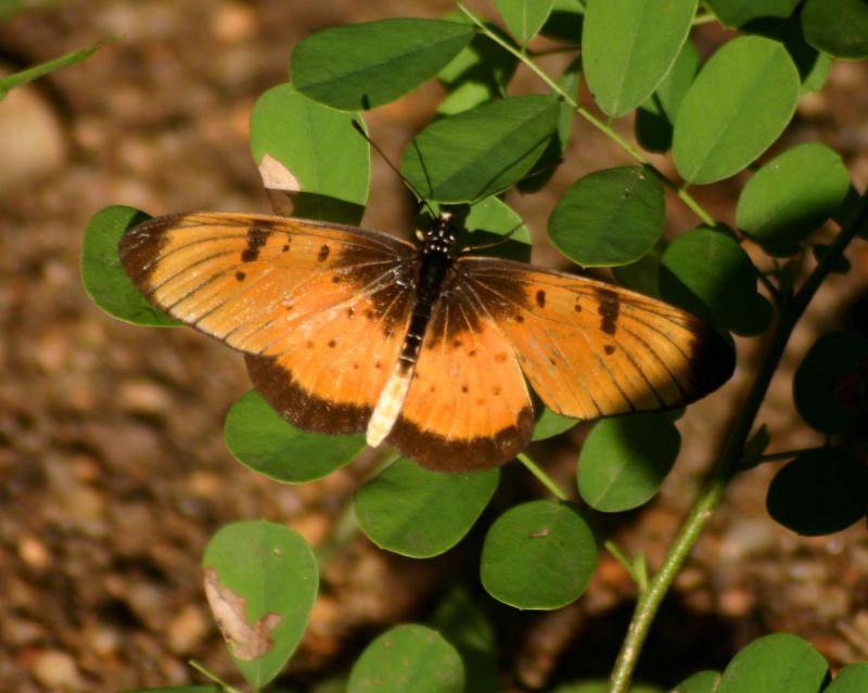 Acraea natalica Acraea natalica