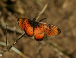 Acraea natalica