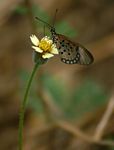 Acraea oncaea