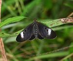 Acraea oncaea
