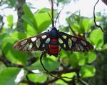 Amata alicia