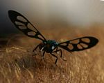 Amata alicia