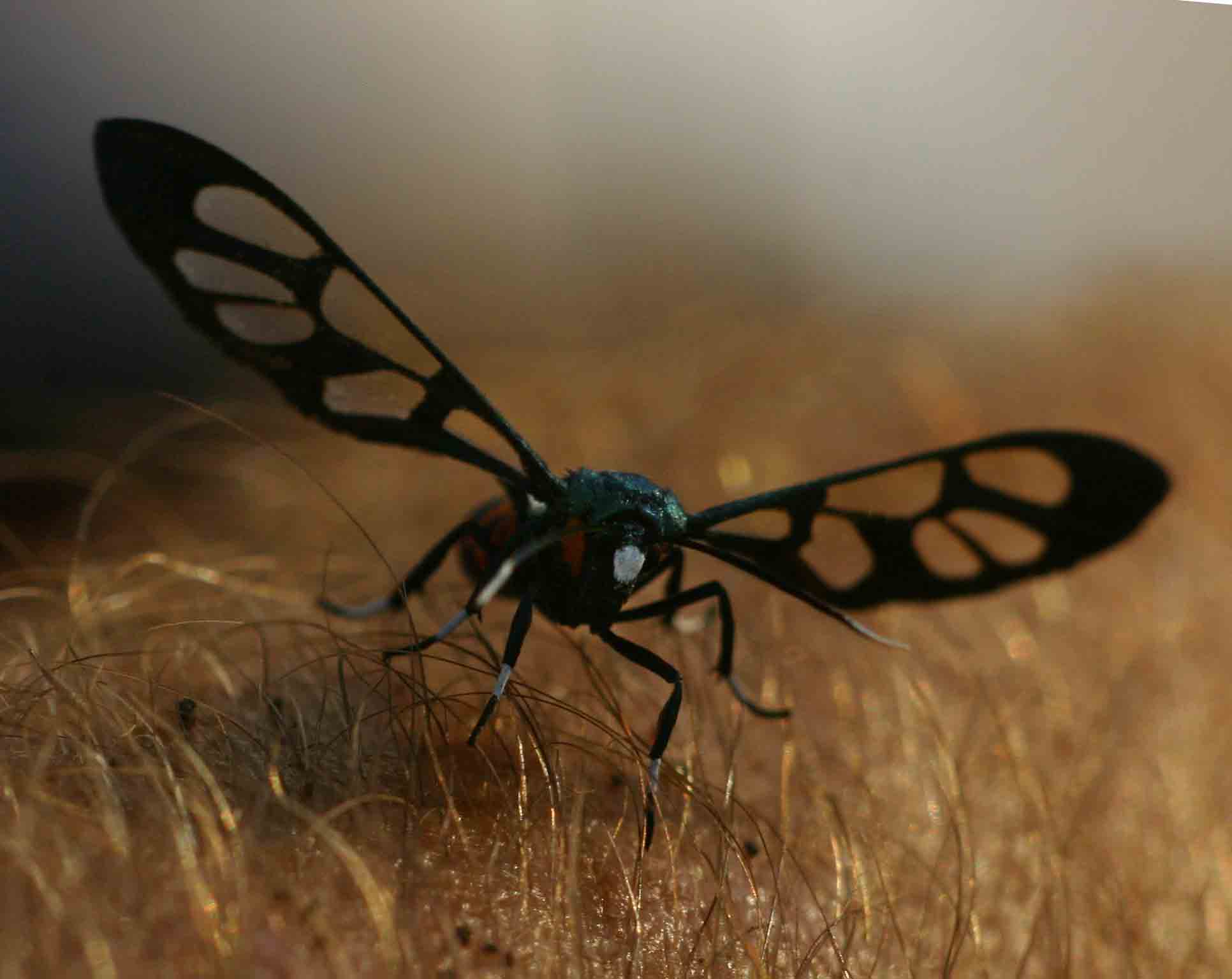 Amata alicia