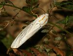 Rhodogastria amasis
