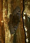 Erebus walkeri