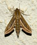Hippotion celerio