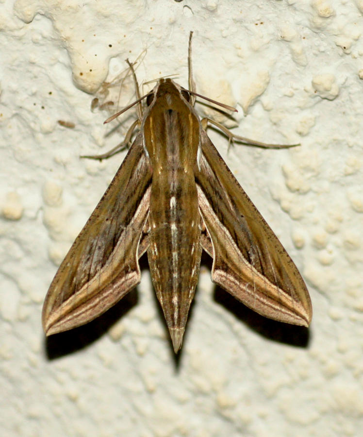 Hippotion celerio