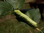 Hippotion celerio