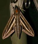 Hippotion osiris