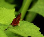 Axiocerses amanga
