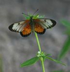 Hyalites eponina