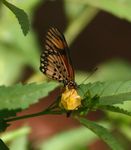 Hyalites eponina