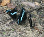 Papilio nireus