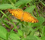 Phalanta phalantha